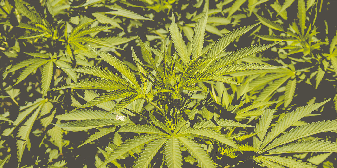 Green Mountain Granted Industrial Hemp Production License
